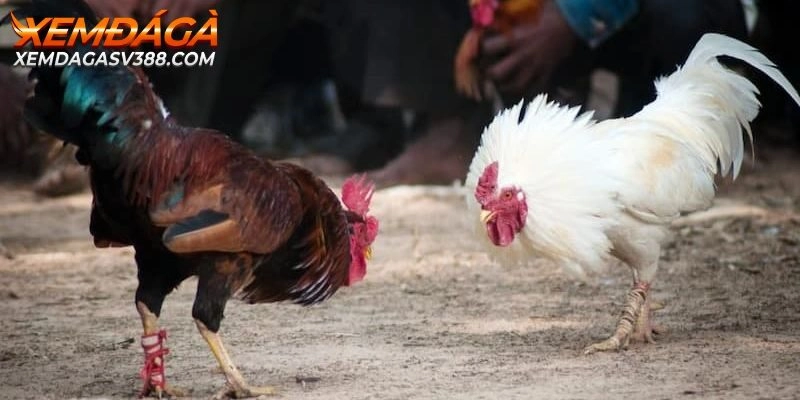 Cách Đá Gà Cựa Dao – Tìm Hiểu Chi Tiết Về Luật Chơi